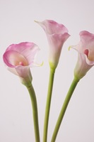 Bunga Calla Lilies Buatan PVC Berkualitas Tinggi M304, Dekorasi Bunga Sentuhan Realistis, Buket Pengantin Besar untuk Pernikahan dan Ruang Tamu