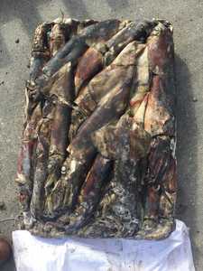 Calmar <span class=keywords><strong>géant</strong></span> péruvien rond entier, de qualité promotionnelle, <span class=keywords><strong>prix</strong></span> de gros de fruits de mer, importé, calmar, Dosdicus, Gigas - Product Image 4