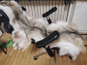 Venta Directa de Fábrica Pieles de Coyote de Alta Calidad Pieles Completas de Coyote - Product Image 6