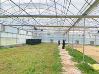 GT Smart Cadre en acier galvanisé à faible coût Serres solaires passives Venlo en verre trempé Fabricant agricole