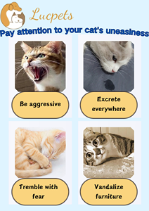 Pheromone có thể giúp mèo nhanh chóng xác định "Khu vực an toàn" và giảm nỗi sợ không gian lạ - Product Image 2