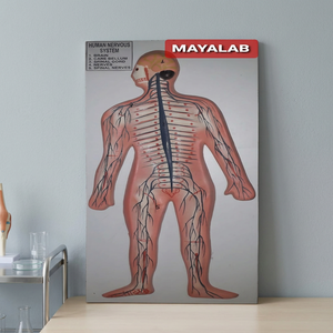 Modèle anatomique du système nerveux humain MAYALAB, corps entier, en PVC, à fixer au mur, pour la formation scientifique - Product Image 1