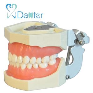 نموذج أسنان للتدريب Typodont من Nissin Kilgore Frasaco متوافق مع Columbia، مصنوع من الراتنج، 28 و 32 سنًا - Product Image 1