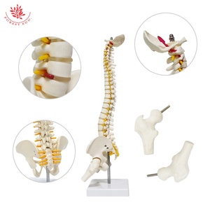 Modelo <span class=keywords><strong>de</strong></span> <span class=keywords><strong>esqueleto</strong></span> humano FRT017 Columna vertebral 45cm Modelos <span class=keywords><strong>de</strong></span> columna vertebral con <span class=keywords><strong>cartílago</strong></span> <span class=keywords><strong>de</strong></span> raíz nerviosa Modelo anatómico <span class=keywords><strong>de</strong></span> columna vertebral blanca - Product Image 2