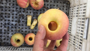 Của <span class=keywords><strong>Apple</strong></span> Peeler <span class=keywords><strong>Corer</strong></span> <span class=keywords><strong>Slicer</strong></span> Máy Cắt Tự Động <span class=keywords><strong>Apple</strong></span> Cắt Da Loại Bỏ Coring Peeling Cắt Thiết Bị Máy - Product Image 6