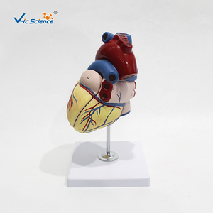 Modèle d'anatomie cardiaque agrandi, cœur humain démontable avec structures étiquetées pour l'enseignement médical et la formation des patients - Product Image 4