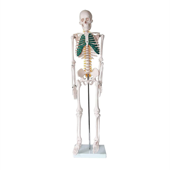 Skeleton Models For Teaching