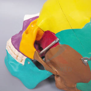 Molde de enseñanza médica Cráneo de tamaño real con músculos pintados <span class=keywords><strong>Huesos</strong></span> de colores Cerebro Cráneo de plástico artificial Modelo de <span class=keywords><strong>esqueleto</strong></span> - Product Image 4