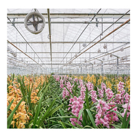 Serre agricole HUIFA de grande taille, 1000 m², pour la culture de poivrons, légumes et fleurs