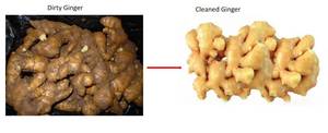 Máy làm sạch gừng nghệ hiệu quả cao chuyên nghiệp - Product Image 5