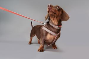 Laisse en cuir fait main gris plomb corail Accessoire pour animaux de compagnie durable Cadeau de marche élégant pour les amoureux des chiens - Product Image 4