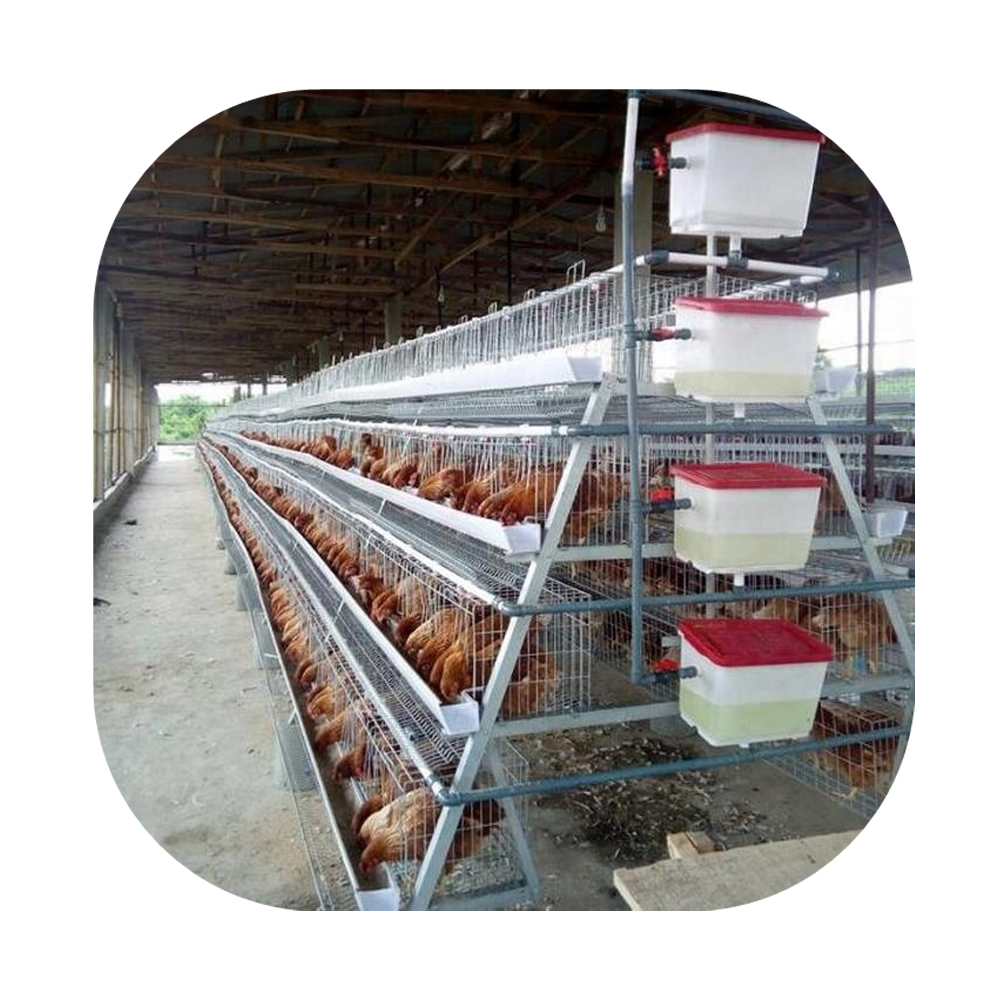 Cage de couche de batterie de poule pondeuse d'oeufs pour ferme avicole