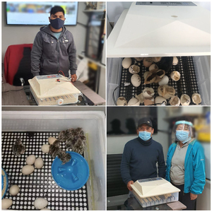 YIWAN Bán Sỉ Máy Ấp Trứng Gia Cầm <span class=keywords><strong>56</strong></span>/104 Sử Dụng Tại Nhà Máy Ấp Trứng Tự Động <span class=keywords><strong>56</strong></span> Con Gà Để Bán - Product Image 2