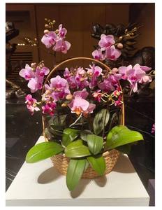 B04SH02 Cesta de frutas de plástico antimoho para panadería de Halloween y embalaje minorista - Product Image 1