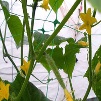 Filet de Treillis pour Plantes Grimpantes, Support pour Légumes et Vignes, en PP Stabilisé Anti-UV, Vert Herbe, VIVA NET Viva55