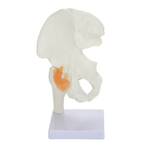 Modèle de ligament de l'articulation de la hanche humaine à double usage médical et éducatif ; modèle fonctionnel de l'articulation de la hanche adulte naturelle - Product Image 1