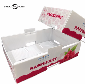 Boîte en plastique ondulé PP étanche pour mangoustans, emballage de fruits pour exportation en chaîne du froid - Product Image 4