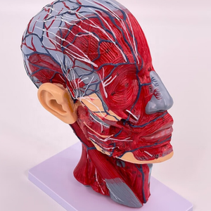 แบบจำลองกายวิภาคศาสตร์ศีรษะมนุษย์ ขนาดเท่าของจริง โพรงจมูก คอ สมอง กายวิภาคศาสตร์ ทำจาก PVC โครงสร้างร่างกายมนุษย์ที่ละเอียดอ่อน สำหรับการศึกษาในห้องเรียนและการวิจัย - Product Image 2