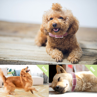 Formule naturelle phéromone collier calmant dure 30 jours pour chiens et chats réduire l'anxiété relaxant réglable prix usine