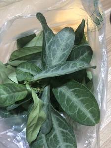 Feuilles de langue de dragon séchées naturelles Long <span class=keywords><strong>Li</strong></span> <span class=keywords><strong>Ye</strong></span> pour le thé traditionnel - Product Image 2