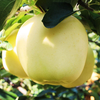 Premium verse Golden Delicious appel, gele appel, natuurlijke smaak, voor detailhandel en horeca