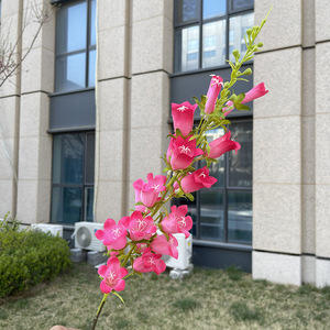Fiori Artificiali Decorativi di Alta Qualità per la Casa, <span class=keywords><strong>Campanula</strong></span> Blu Alta in Seta per Decorazioni Domestiche e Matrimoni - Product Image 5