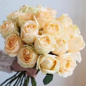 Đen Baccara tăng cây màu đen tăng bốn mùa dễ dàng phát triển trong nhà ngoài trời ban công vườn hoa hồng - Product Image 4