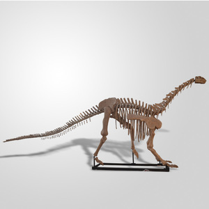 Squelette de dinosaure hautement réaliste, modèle de squelette de Tyrannosaurus simulé pour l'affichage dans les musées d'histoire <span class=keywords><strong>naturelle</strong></span> - Product Image 1