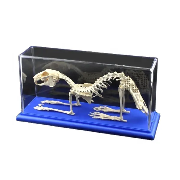 Advance PVC animal skeleton model plastic rabbit skeleton model anatomy model