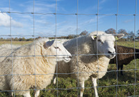 Alambre de hierro galvanizado de inmersión en caliente, alambre de bajo carbono para cerca de campo, granja de ovejas, ganado, valla de ganado, precio de fábrica