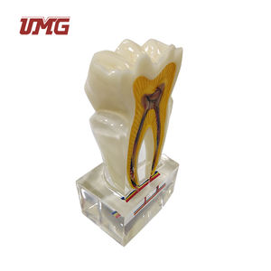 แบบจำลอง<span class=keywords><strong>ฟัน</strong></span><span class=keywords><strong>ฟัน</strong></span>กรามที่มีเส้นประสาท6ครั้ง - Product Image 3