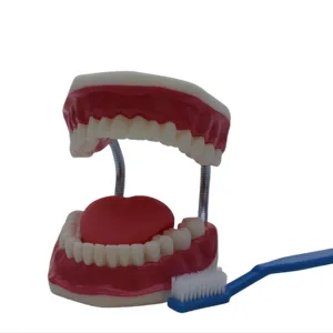 Имитационная модель, приспособления для начальной и средней школы, имитация чистки зубов, медицинская помощь, Стоматологическая модель с зубной щеткой