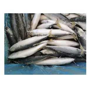 अच्छी कीमत नए सीजन प्रशांत मैकरेल समुद्री भोजन जमे हुए मछली मैकरेल