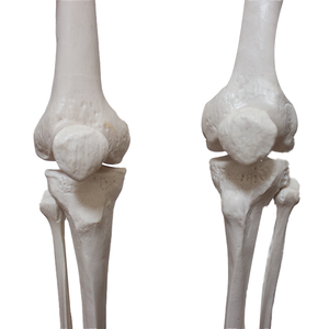 Modelo <span class=keywords><strong>de</strong></span> Anatomía Humana <span class=keywords><strong>de</strong></span> Alta Calidad para Ciencias Médicas, Esqueleto PET SMD002A, Suministrado por Fábrica <span class=keywords><strong>de</strong></span> CN/JIA para Enseñanza, Precio <span class=keywords><strong>de</strong></span> Venta Caliente - Product Image 2