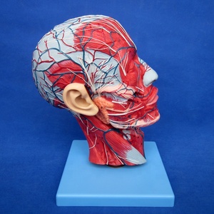 Mô Hình Nửa Đầu Và Não Hai Mặt, Mô Hình Đầu Giải Phẫu Với Cơ Và Tĩnh Mạch - Product Image 4