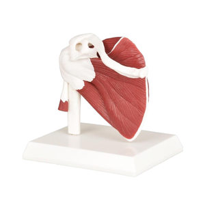 Modèle anatomique <span class=keywords><strong>de</strong></span> l'épaule à code couleur avec tissus musculaires complets, modèle pédagogique orthopédique du <span class=keywords><strong>squelette</strong></span> <span class=keywords><strong>de</strong></span> l'épaule - Product Image 4