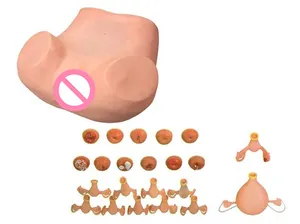 Medizinisch realistisches Hals modell Medizinische Gynäkologie Geburtshilfe Lehr modell fort geschrittenes gynäko logisches Untersuchung modell