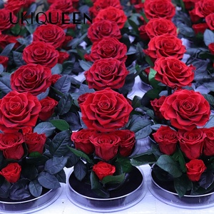 Dekorative rote <span class=keywords><strong>ewige</strong></span> Blume <span class=keywords><strong>Ewige</strong></span> Rosen Acryl Geschenk box Unsterblich für immer Konservierung mittel Konservierte konservierte Rosen - Product Image 6