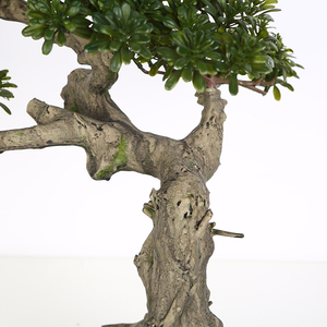 La vida-como <span class=keywords><strong>Aglaia</strong></span> Odorata Lour Milán de Banyan plantas artificiales árbol Bonsai - Product Image 5