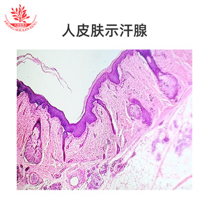 Spécimens clairement définis, structures typiques, lamelles de laboratoire biologique pour l'enseignement supérieur, lamelles de tissus humains, enseignement - Product Image 4