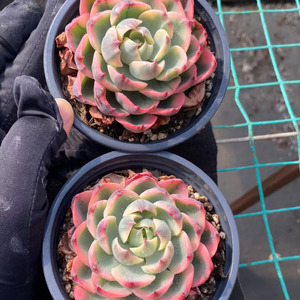 Caja <span class=keywords><strong>de</strong></span> Regalo Ecológica con <span class=keywords><strong>Planta</strong></span> <span class=keywords><strong>de</strong></span> <span class=keywords><strong>Echeveria</strong></span> 'Tearless' Variegada para Decoración Moderna y Lujosa del Hogar y Fiestas - Product Image 3