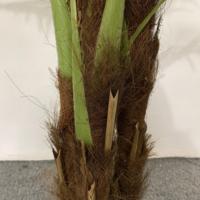 Meilleure vente Arbre de jardin artificiel Palmier naturel Décoration de la maison Plante en pot de haute qualité Usine Vente en gros Petit quantité minimale de commande