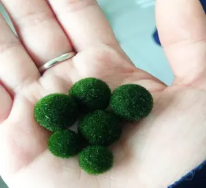 Настоящая распродажа, зеленый шарик marimo из мха для внутреннего декора