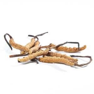 Estratto di <span class=keywords><strong>Cordyceps</strong></span> Sinensis Biologico in Polvere per Alimenti, Integratore con Varietà di Aloe Vera, Ingrediente Attivo Vitaminico, Confezione in Fusto, Anhui - Product Image 1