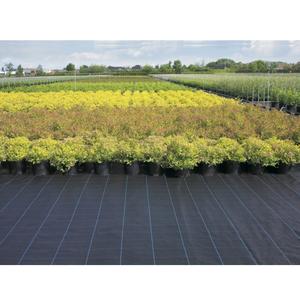 Malla Antihierbas para Huertos, Camas <span class=keywords><strong>de</strong></span> Cultivo, Frutales, Árboles, Horticultura, Plantas, Lagos, Debajo <span class=keywords><strong>de</strong></span> Grava, Terrazas, Césped, Vallas y Caminos - Product Image 2