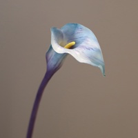 Hoogwaardige realistische Calla Lelie kunstbloemen met lange steel, bordeauxrood, voor thuis, bruiloft, tafelvaasjes, binnendecoratie