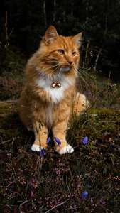 יוקרה בעבודת יד פעמוני גשש מחמד תוספת רועש נוסף לחתולים ולכלבים להציל ציפורים ולחיות בר אומנות בגודל בינוני - Product Image 3