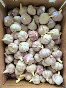 Chine <span class=keywords><strong>Acheter</strong></span> de l'ail <span class=keywords><strong>frais</strong></span> de haute qualité 10kg 20kg en gros - Product Image 4