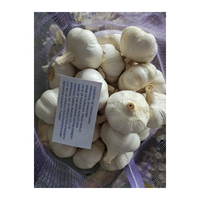 Ajos/Chine Ail rouge frais Ajo pour le marché du Chili 10kg/carton 55mm/60mm qualité d'exportation de l'ail