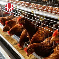 Cage à poulets de type A, cage automatique à batterie, 4 niveaux, collecte des œufs, convoyeur à fumier, abreuvoir à tétine, acier galvanisé, 3 niveaux